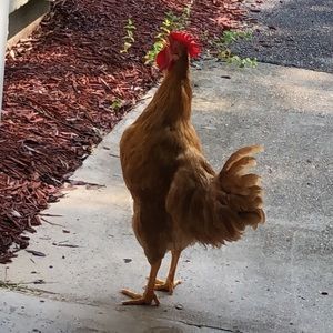 Meet your Posher, Brian